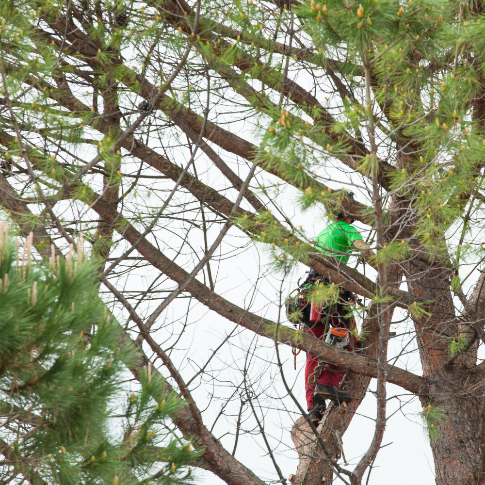 Réalisation élagage Jérôme